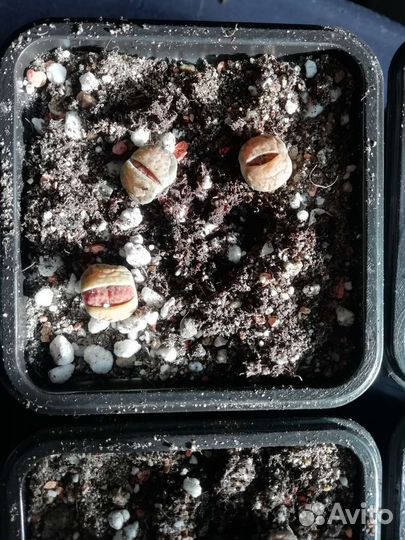 Литопсы (живые камни)