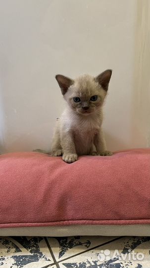 Котята европейской бурмы