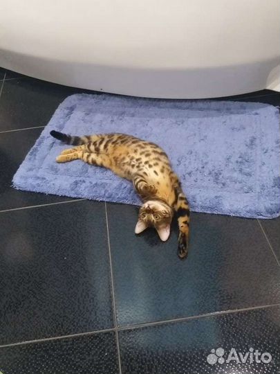 Бенгальская кошка вязка