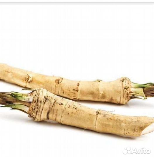 Свежие корни хрена на посадку