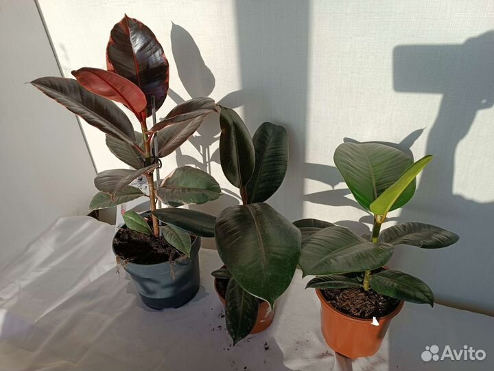 Фикусы разные