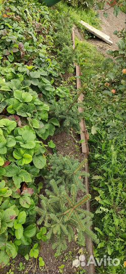 Ель из питомника