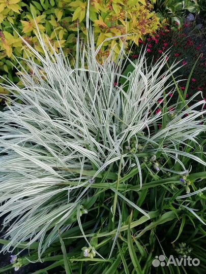 Райграс бульбоносный