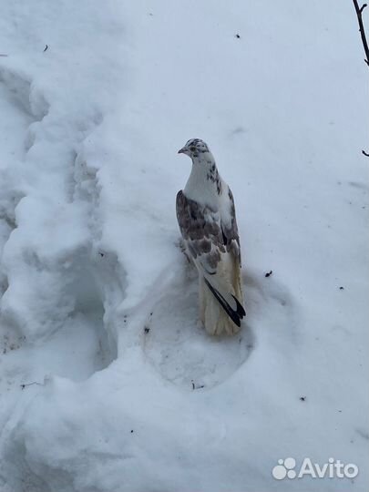 Голуби николаевские, свердловские, курские и т д