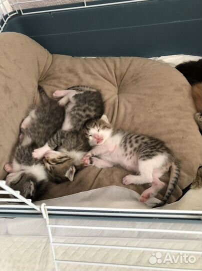 Шура очень маленькое чудоИщем порядочную семью