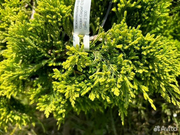 Можжевельник горизонтальный Голден Карпет