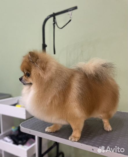 Стрижка собак и кошек. Груминг