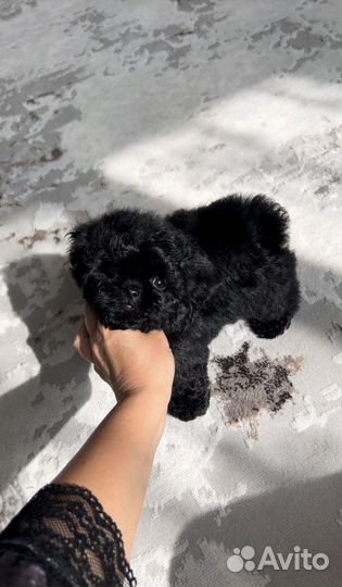 Мальтипу мини Black Китай