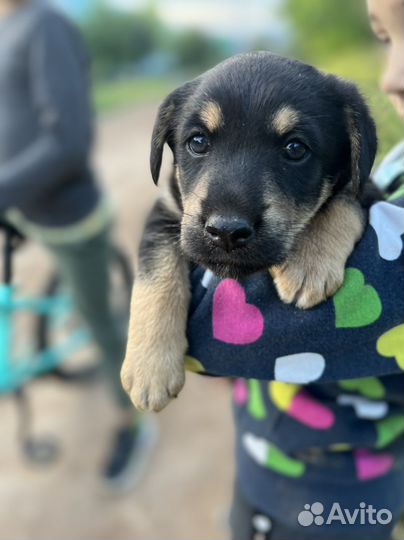 Щенок мальчик