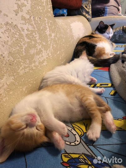 Рыжий котенок девочка, отдам в хорошие руки