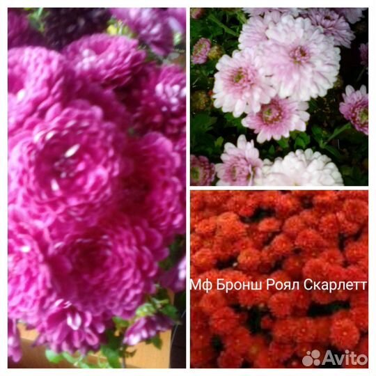 Комнатные цветы, Чунский, Братск, Тайшет