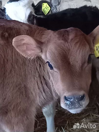 Телята (бычки)