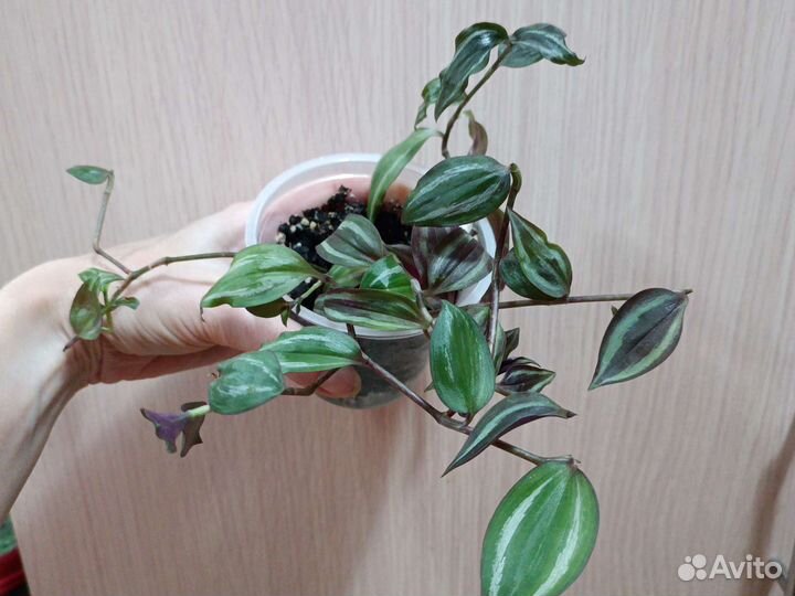 Традисканция