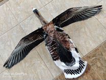 Чучела гусей машущие махокрыл Flywing флюгер