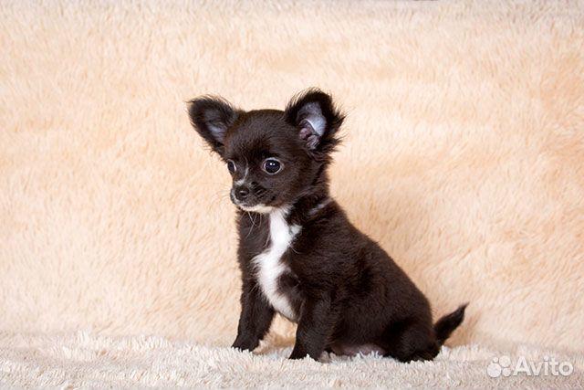 Чихуахуа д/ш девочка
