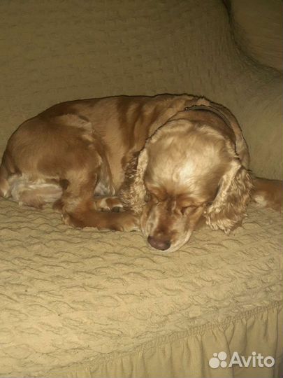 Американский кокер спаниель вязка девочка