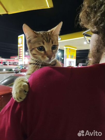 Кошка