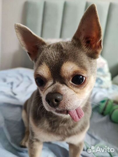 Чихуахуа вязка лиловый мальчик