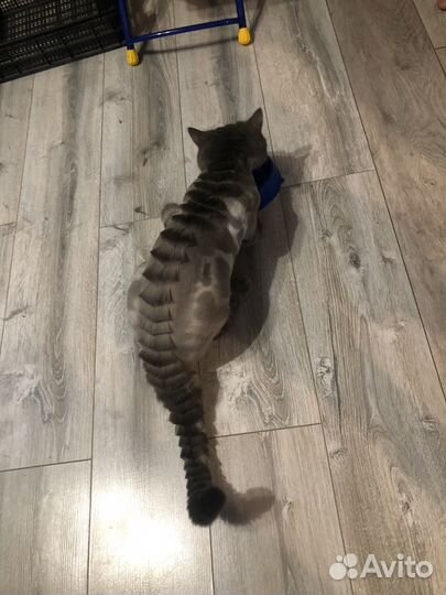 Груминг кошек (прочтите описание)