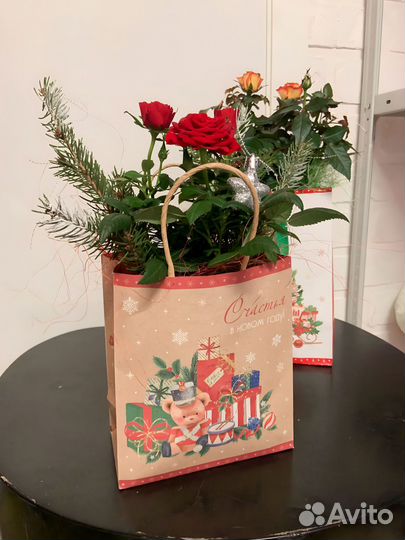 Саженцы роз