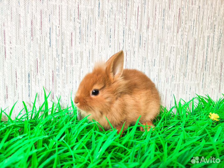 Карликовый кролик - гермелин и другие породы