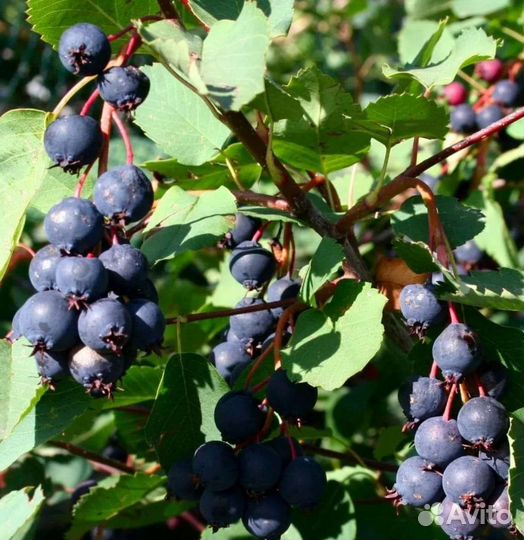 Саженцы плодовых деревьев