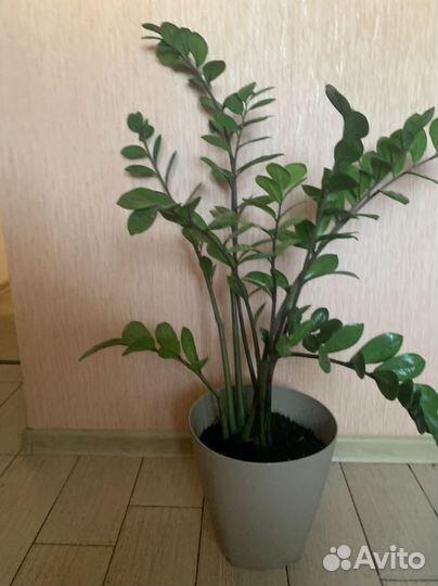 Замиокулькас. Домашний цветок. Денежное дерево