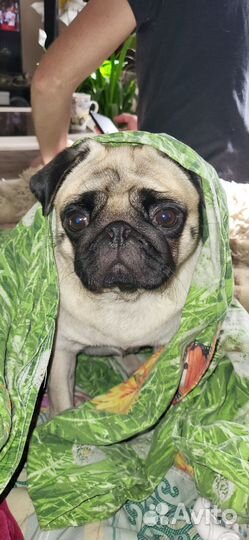 Вязка мопс девочка