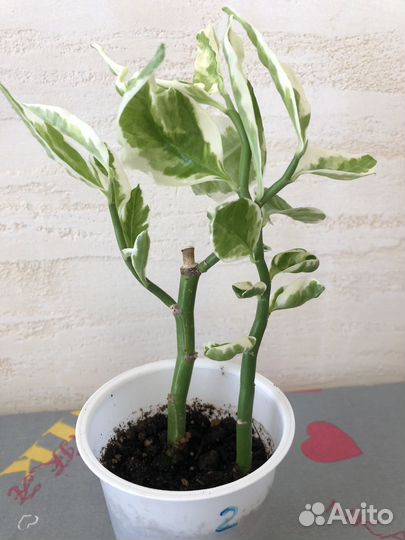 Педилантус вариегатный