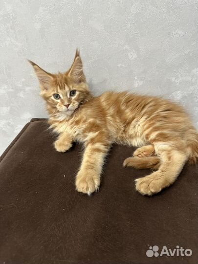 Котята мейн-кун