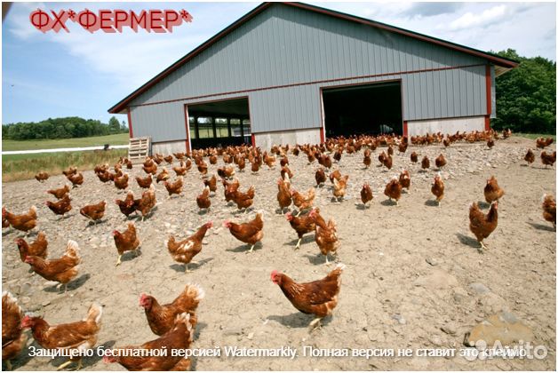 Куры несушки ломан браун и др