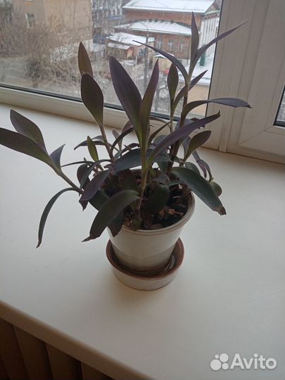 Хлорофитум