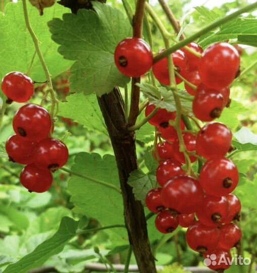 Красная смородина