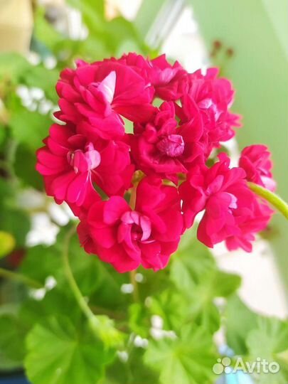 Пеларгония Розебудная герань