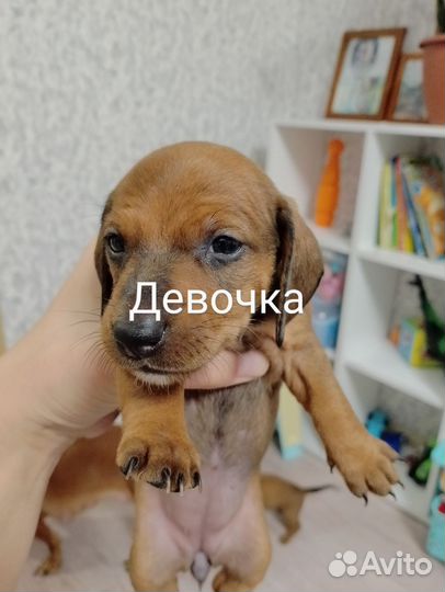 Карликовая такса щенки
