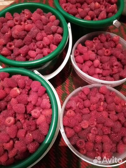 Саженцы ремонтантной малины