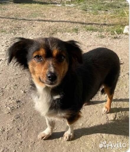 Небольшая собачка ищет дом