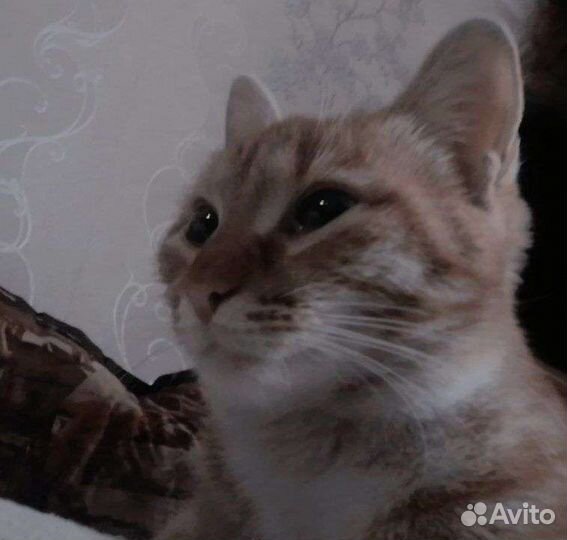 Кошка в добрые руки