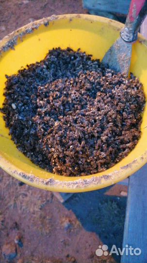 Пчелиный подмор