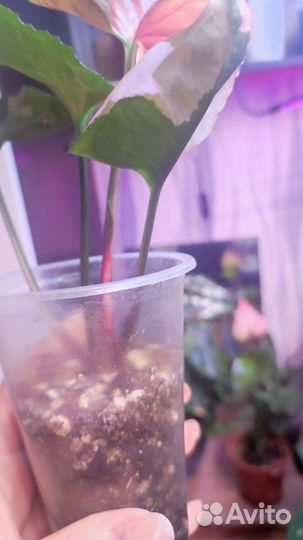 Сингониум клубничный лед galaxy