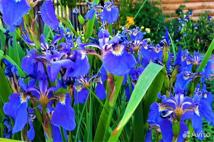 Садовые цветы и растения