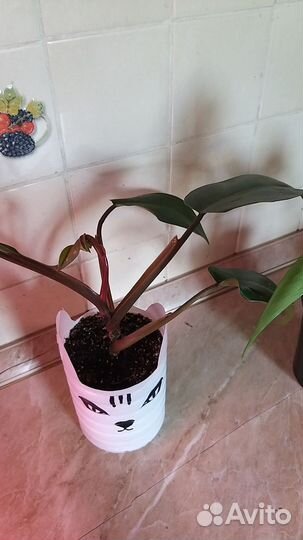 Ароидные (филодендрон,сциндапсус)