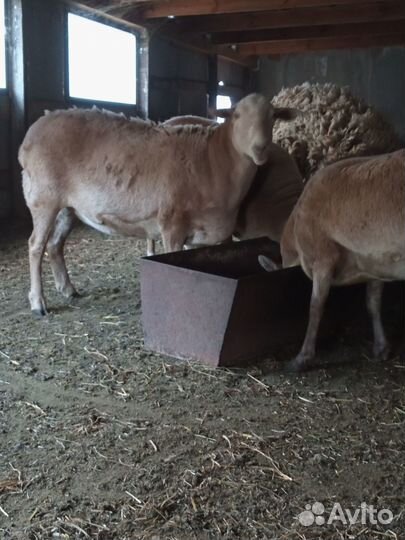 Продам катумских ярок