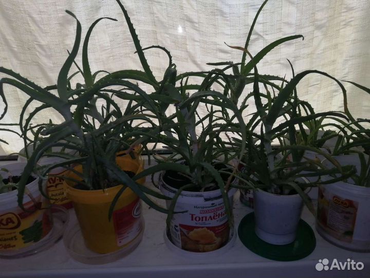 Алоэ лечебный