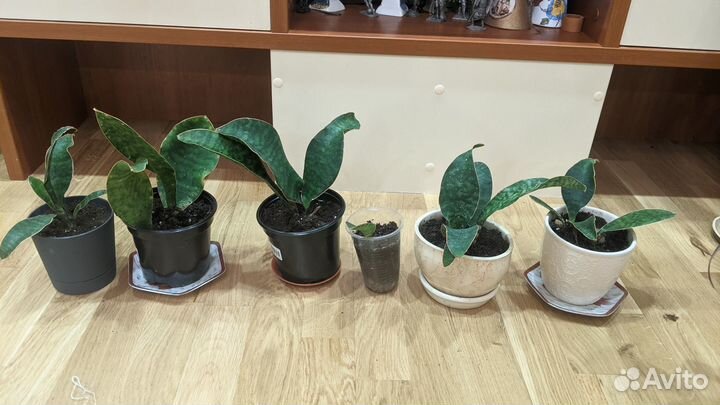 Сансевиерии разных сортов