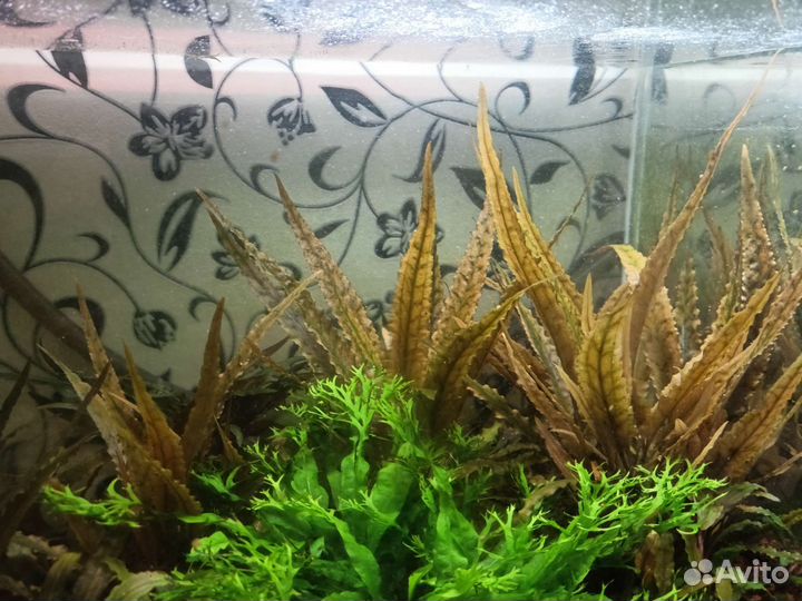 Криптокарина