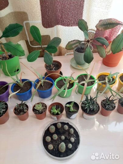 Комнатные цветы суккуленты