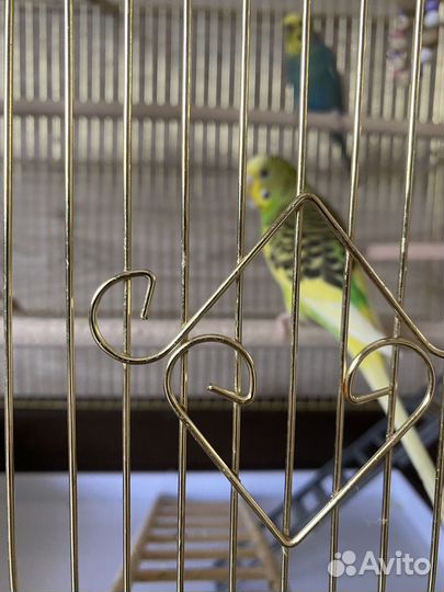 Попугай с клеткой