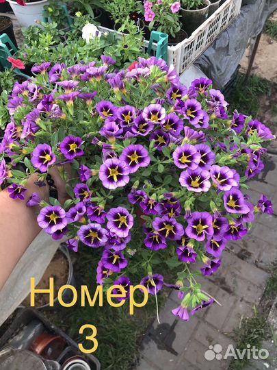 Калибрахоа