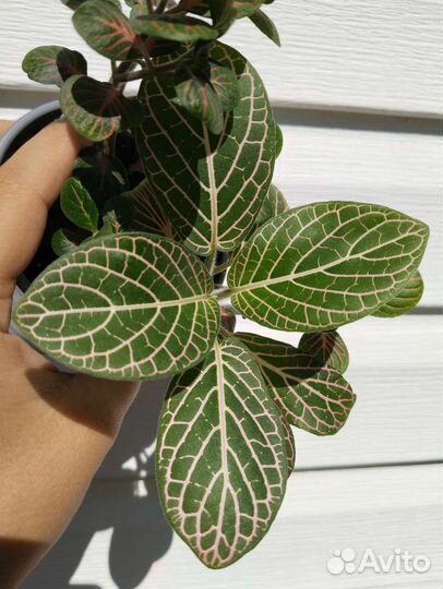 Комнатные растения цветы